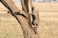 Gepard im Baum