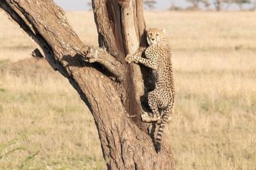 Cheetah/jachtluipaard in boom van Julie Brunsting