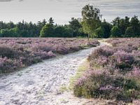 Maashorst heathland is in bloom with purple flowers