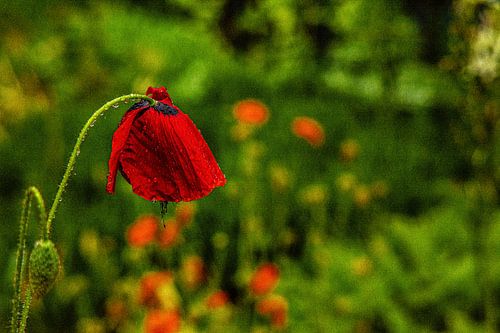 Mit Analogen Objektiv Wald Blume Wiese Feld Nebel