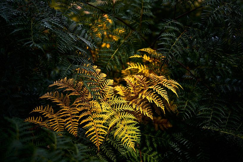 The outsider. Yellow among green. by Marloes van Pareren