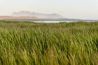 Waving grain in an Icelandic landscape