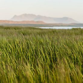 Des céréales ondulantes dans le paysage islandais sur Thijs van den Burg