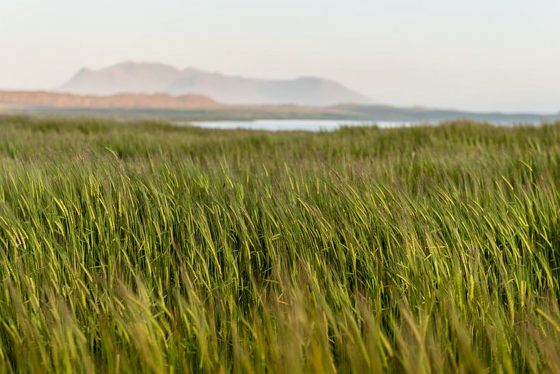 Winkendes Getreide in Islands Landschaft von Thijs van den Burg