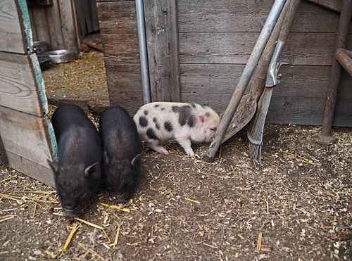 Mini biggetje bij zijn eerste uittocht op de boerderij.