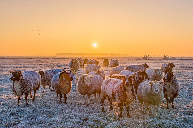Schapen in de winter / Sheep in the winter par Wim Kanis