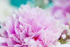 Soft pink peony with gypsophilia