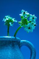 Close up van een blauwe crackelee vaas met witte bloemetjes tegen een blauwe achtergrond
