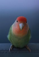 RIO