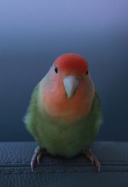 RIO von Björn Leurs