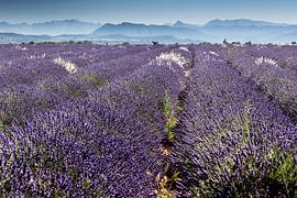 lavendel von Marion van Egmond