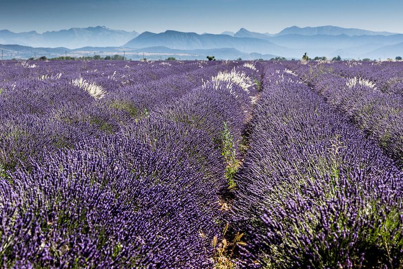 lavendel by Marion van Egmond