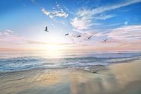 Strand en meeuwen
