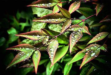 Pluie embrassée sur erikaktus gurun