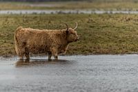 Hooglander