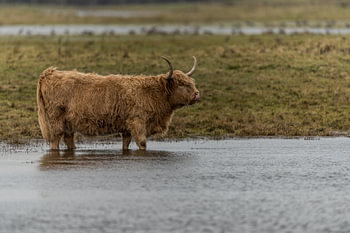 Hooglander
