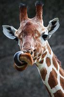 Friendly giraffe.