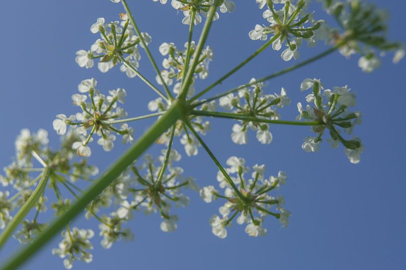 Blumenkohl von Niek Traas