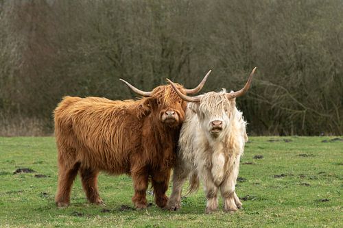 twee schotse hooglander, bruin en blond