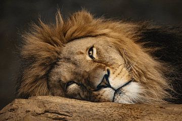 Lion paresseux sur PatShoot Photography