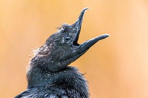 Yawning Pygmy Cormorant (Microcarbo pygmaeus) von AGAMI Photo Agency