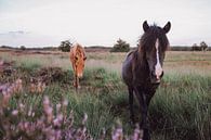 Chevaux sauvages entre les landes pourpres par Carla Van Iersel Aperçu