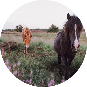 Wilde paarden tussen paarse heide van Carla Van Iersel