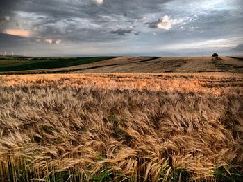 Sommer im Weinviertel VI 