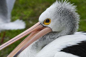 Pelikan von Robert Styppa