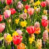 Niederlande, Lisse. Blühende Tulpen im „Keukenhof“. von Frans Lemmens