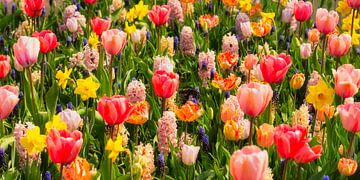 Nederland, Lisse. Bloeiende tulpen in 'De Keukenhof'.