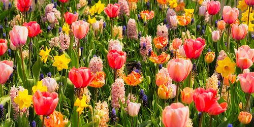 Niederlande, Lisse. Blühende Tulpen im „Keukenhof“.