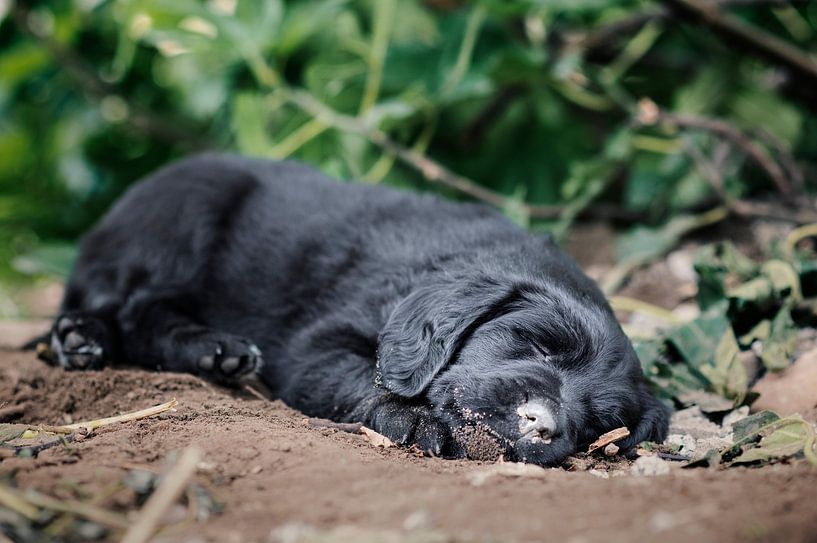 7-week-old puppy / intersection of Bernese mountain dog, labrador and golden retriever / black dog under a fig tree by Elisabeth Vandepapeliere