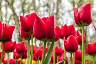 Rode Tulpen van Michel Groen thumbnail