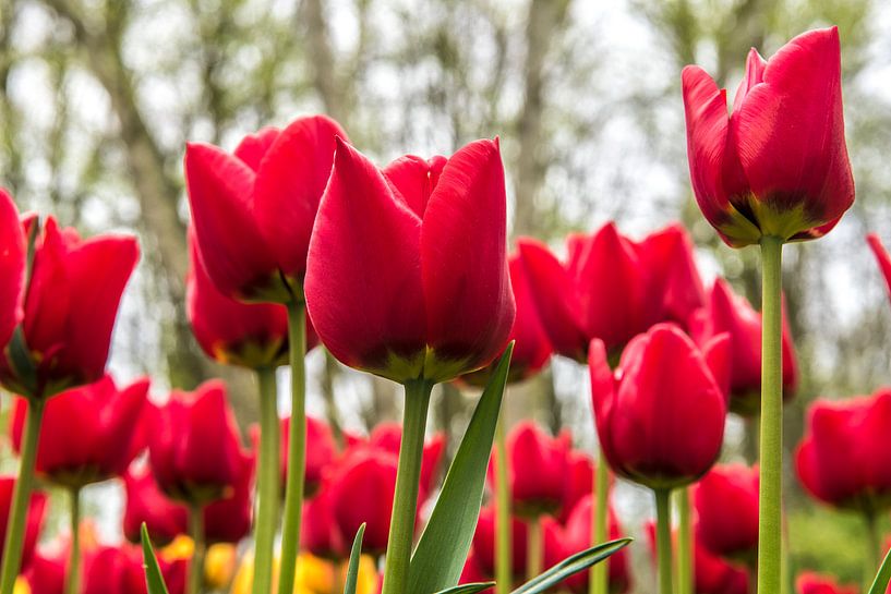 Rode Tulpen van Michel Groen