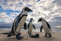 Kleine Population von Eselspinguinen am Water's Edge Beach