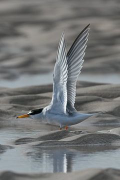 Dwergstern van Leo Kramp Fotografie