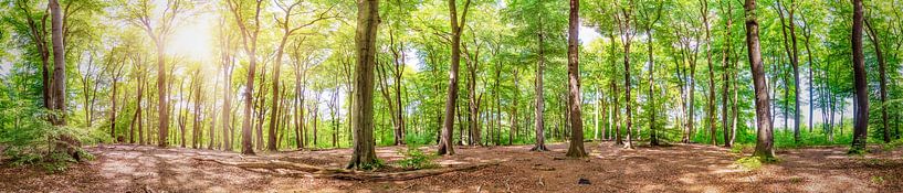 Panorama of a picturesque mixed forest in the light of the summer sun by Günter Albers
