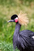 Kraanvogel