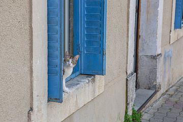 poes, kat in raamkozijn, blauw van M. B. fotografie