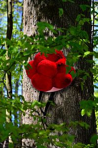 Bollenhut am Baum