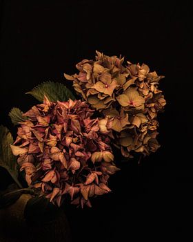 Verdroogde hortensia's