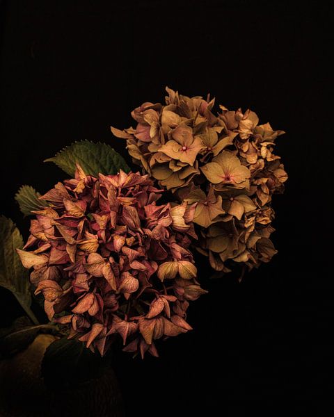 Dried up hydrangeas by Bart van Dam