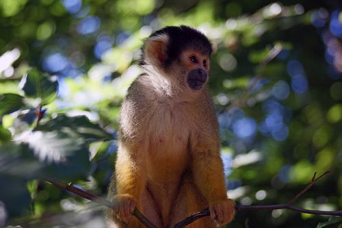 doodshoofdaapje tussen de bladeren