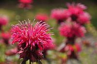 Dieprode Monarda