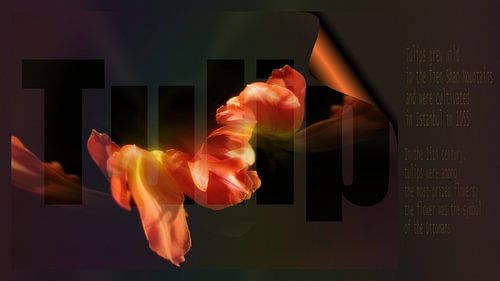 Tulipes avec texte