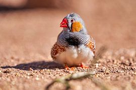 Tiere von Einhorn Fotografie