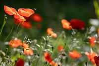 Mohnblumen in der Sonne