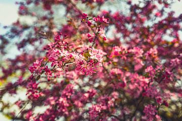 Bloesempracht: Een Lente-Expeditie Roze 30 van FotoDennis.com | Werk op de Muur