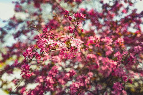 Bloesempracht: Een Lente-Expeditie Roze 30